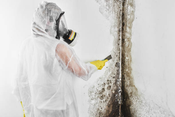 Best Office Mold Removal Services  in Mbria, CA