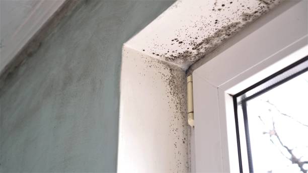 Best Mold Removal Process  in Mbria, CA
