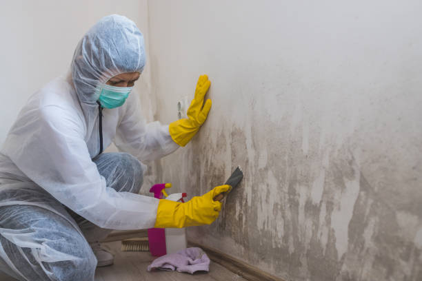 Best Mold Remediation Services  in Mbria, CA