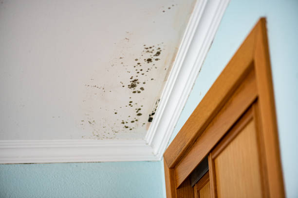Best Black Mold Removal  in Mbria, CA