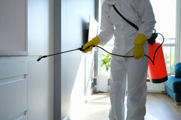 Best Certified Mold Removal  in Mbria, CA