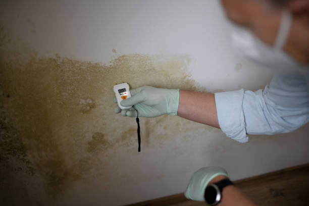 Trusted Cambria, CA Mold Removal Experts
