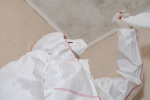 Best Local Mold Removal Service  in Mbria, CA