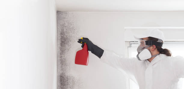 Best Toxic Mold Removal  in Mbria, CA