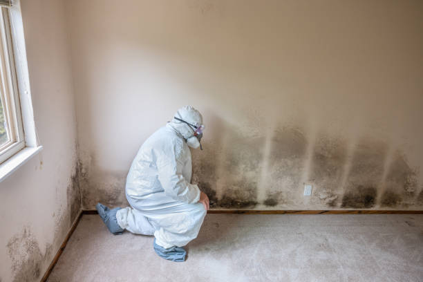 Best Mold Testing  in Mbria, CA