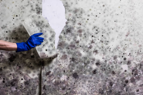 Best Mold Removal Near Me  in Mbria, CA