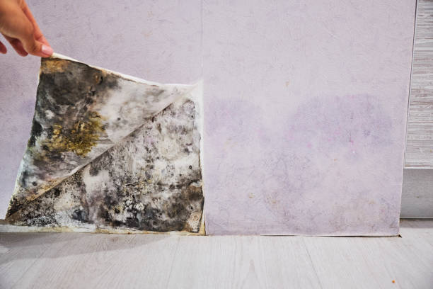 Best Best Mold Removal Companies  in Mbria, CA